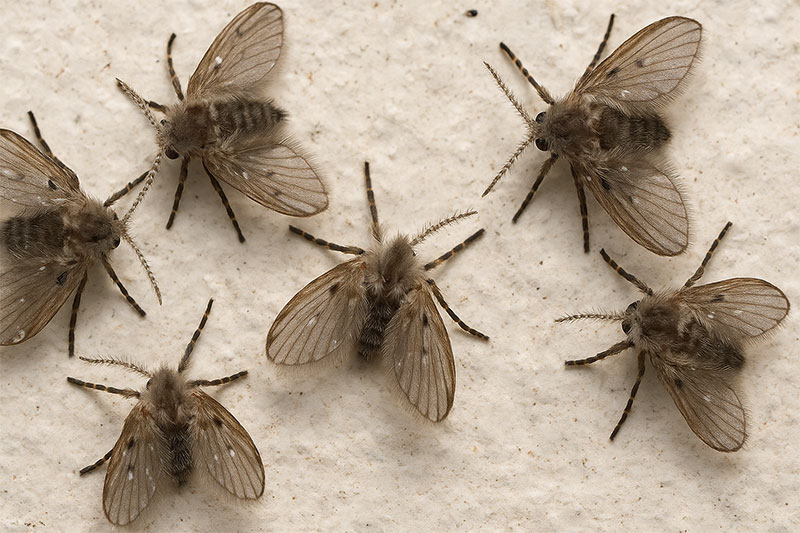 How to Kill Drain Flies