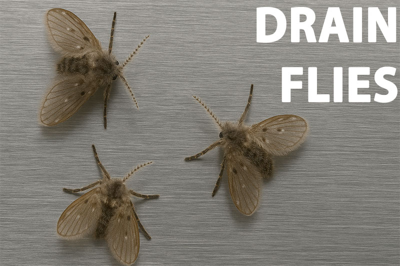 How to Treat Drain Flies