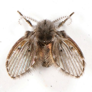 How to Get Rid of Drain Flies in House